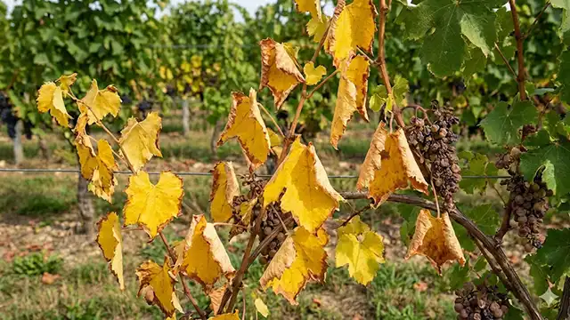 Zlaté žltnutie viniča - choroba ohrozujúca európske vinohrady