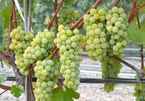 Biologická ochrana viniča proti hubovým chorobám