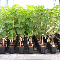 Grape vines in containers