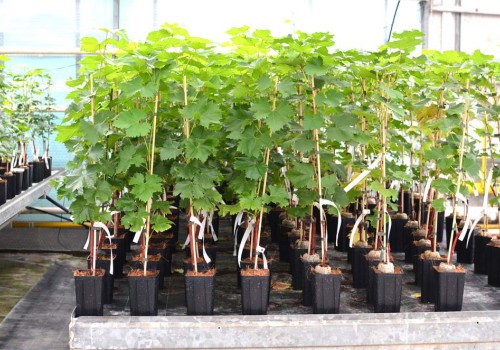 Je možné vo vašom záhradníctve nakupovať aj bez objednávky?