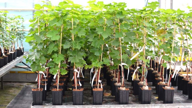 Je možné vo vašom záhradníctve nakupovať aj bez objednávky?