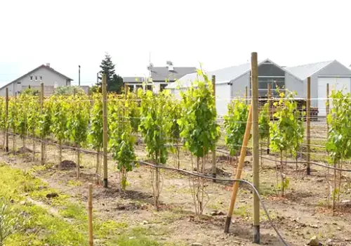 Stolový vinič - starostlivosť od výsadby po prvú úrodu