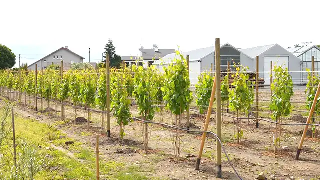 Stolový vinič - starostlivosť od výsadby po prvú úrodu