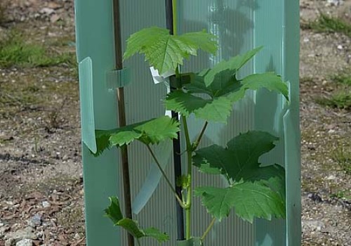 Ako postupovať po doručení viničových sadeníc?