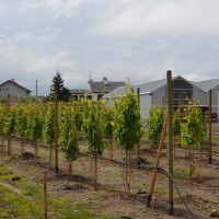 Disease resistant grape vine vineyard