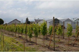 Starostlivosť o sadenice viniča v priebehu vegetácie