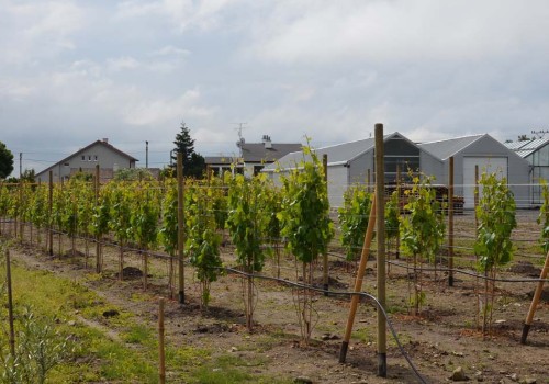 Starostlivosť o sadenice viniča v priebehu vegetácie