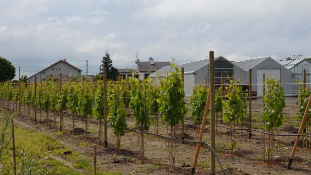 Starostlivosť o sadenice viniča v priebehu vegetácie