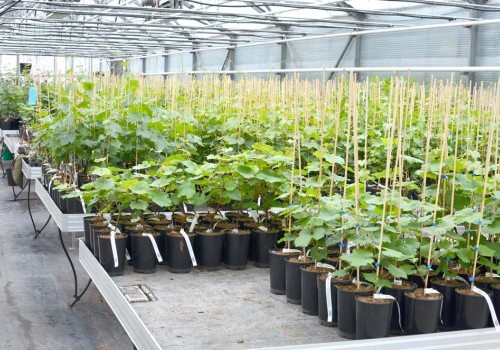 Ako postupovať pri výsadbe kontajnerovaného viniča?