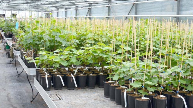 Ako postupovať pri výsadbe kontajnerovaného viniča?