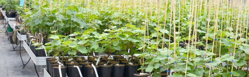 How to plant potted grape vines?