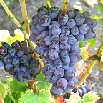 Agat Donskoj rezistentný stolový vinič