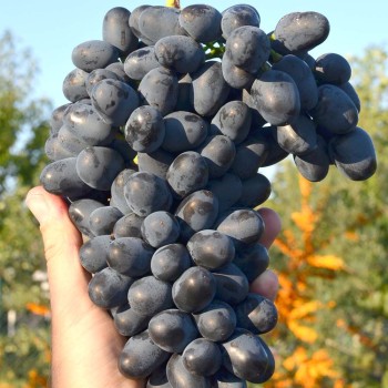 AJVAZ rezistentný stolový vinič