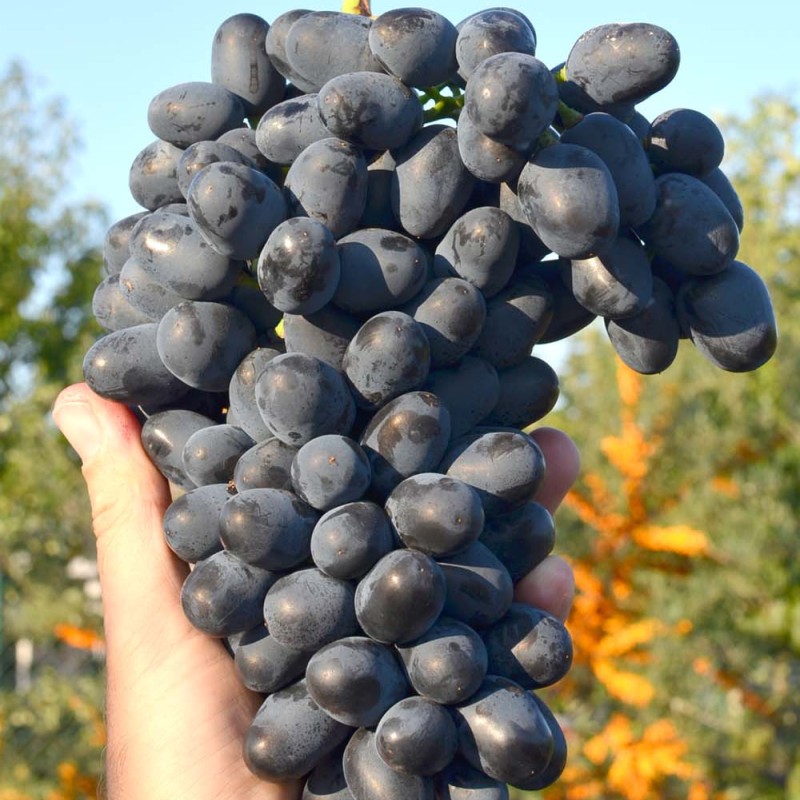 AJVAZ kontajnerovaný vinič