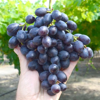 ALFA rezistentný stolový vinič