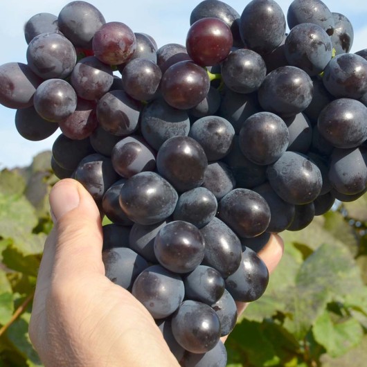 Alphonse Lavallée stolový vinič