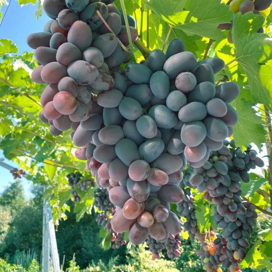 ALVIKA rezistentný stolový vinič