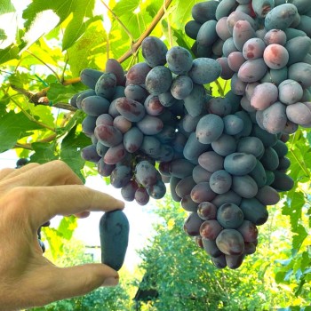 ALVIKA rezistentný stolový vinič