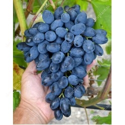 Late Season Blue Table Grapes