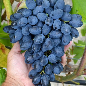 ATOS rezistentný stolový vinič