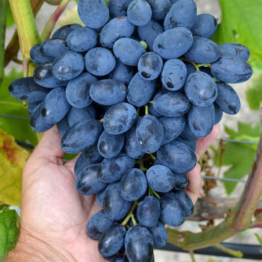 ATOS rezistentný stolový vinič