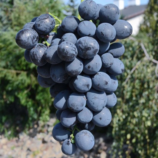 BAGIRA rezistentný stolový vinič