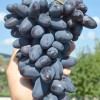 BAJKONUR prostokorenný štepený vinič