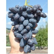 Very Early Season Blue Table Grapes