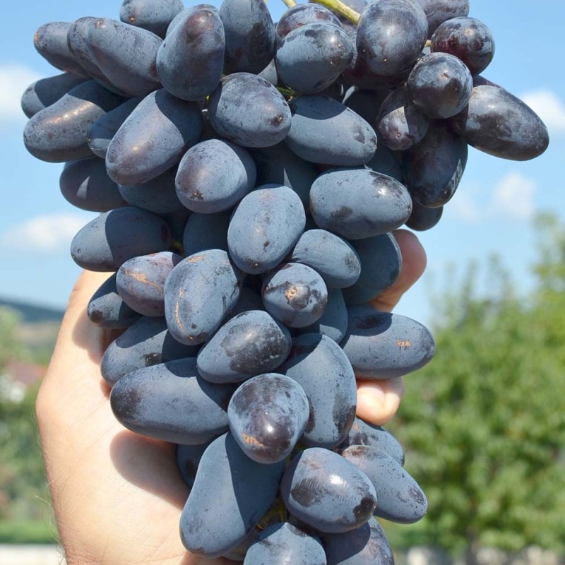 BAJKONUR prostokorenný štepený vinič