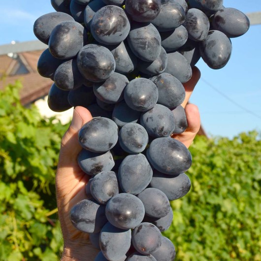 BARON rezistentný stolový vinič