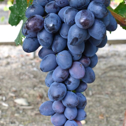 BARON rezistentný stolový vinič