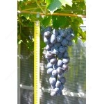 BARON bare-root grafted table grapevine 