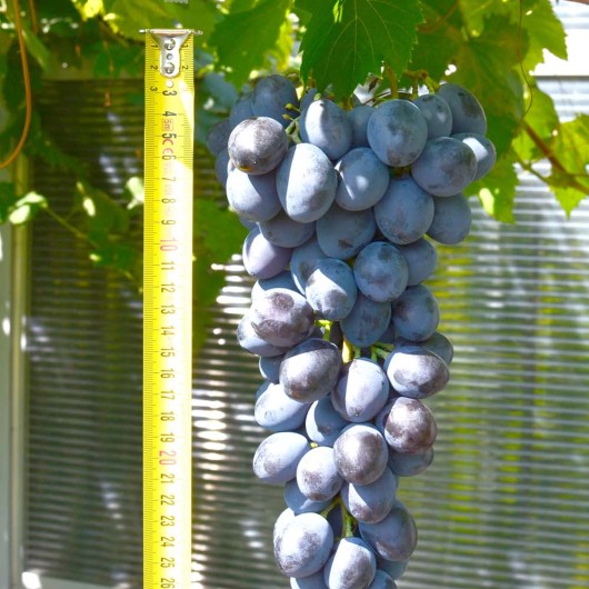 BARON rezistentný stolový vinič