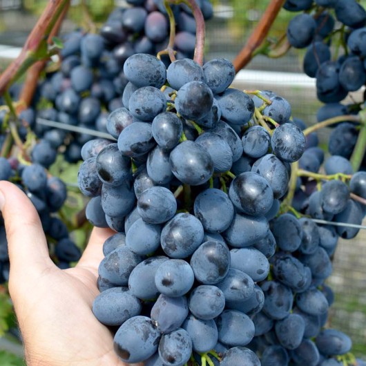 BASTRA Table Grape Vine