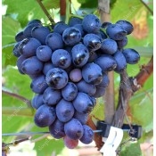 Ultra Early Season Blue Table Grapes
