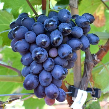 BOGATYR rezistentný stolový vinič 