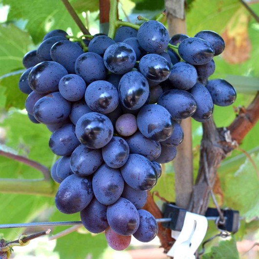 BOGATYR rezistentný stolový vinič