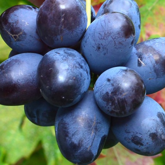 BOGATYR rezistentný stolový vinič