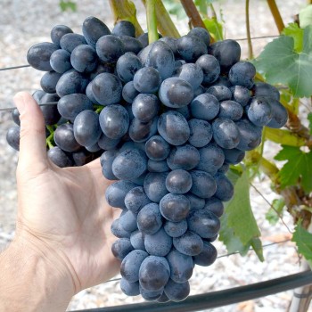 ČARLI rezistentný stolový vinič