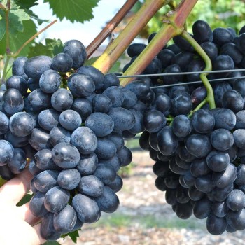 ČARLI rezistentný stolový vinič