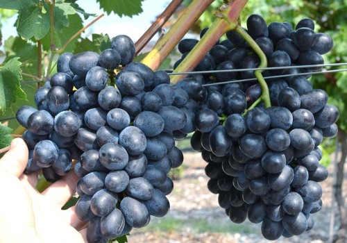 Posúdenie odolnosti viniča hroznorodého voči chorobám