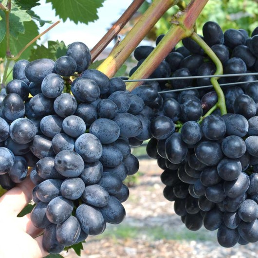 TSCHARLI Tafeltraube