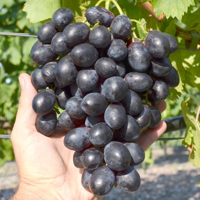 ČERNYJ CHRUSTAĽ prostokorenný štepený vinič