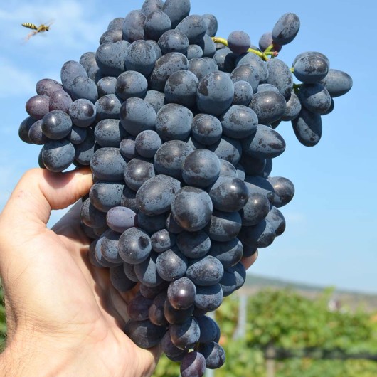 FESTIVEE rezistentný stolový vinič