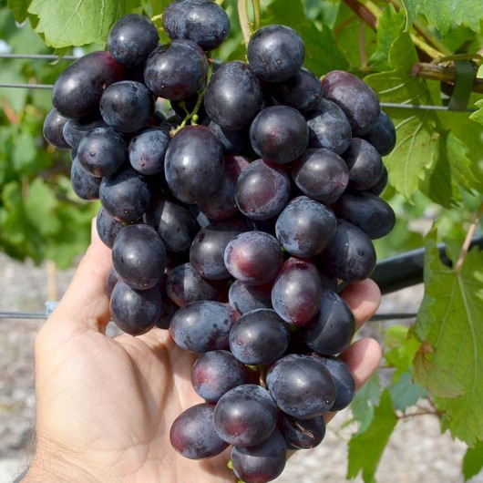 FUROR rezistentný stolový vinič