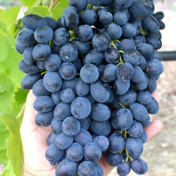 GERCOG rezistentný stolový vinič