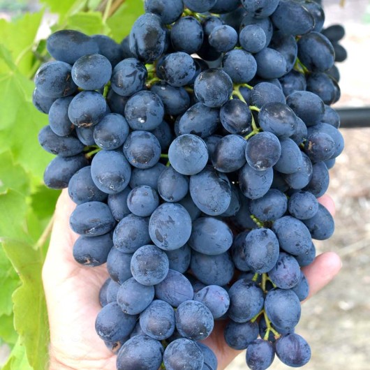 GERCOG rezistentný stolový vinič