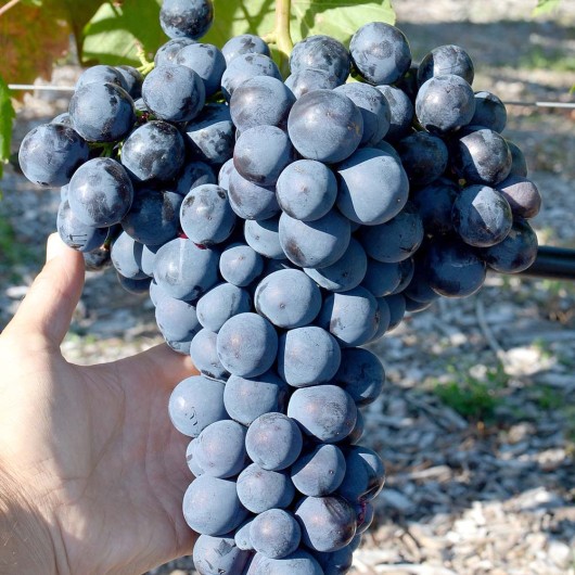 IZAR Table Grape Vine