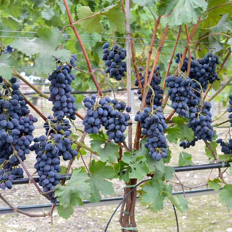 KARMAKOD Table Grape Vine