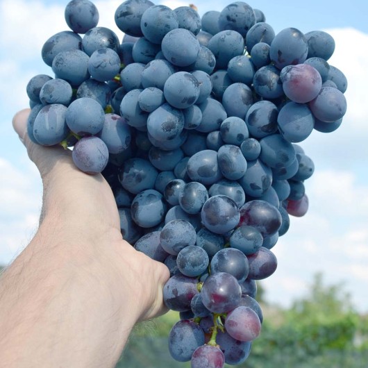 KODRIANKA rezistentný stolový vinič